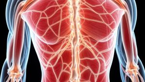 Fascia musculară în corpul uman